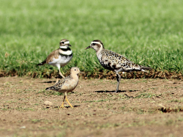 Killdeer, Buff-breasted Sandpiper, American Golden-plover (L to R)