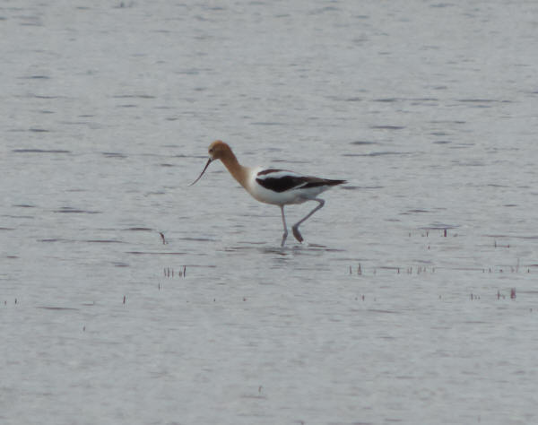 American Avocet