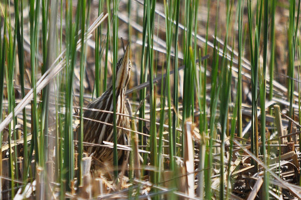 American Bittern