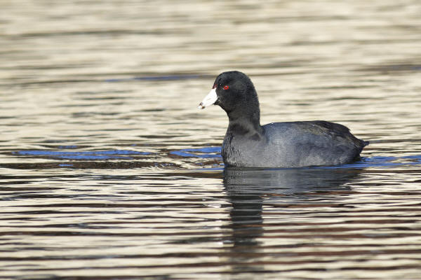 American Coot