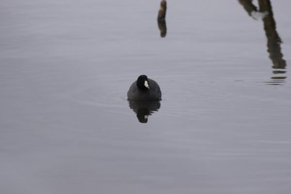 American Coot