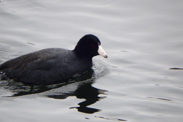 American Coot