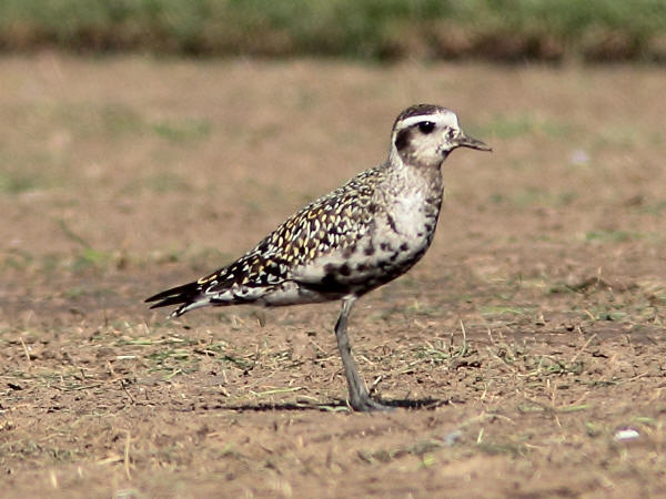 American Golden-plover