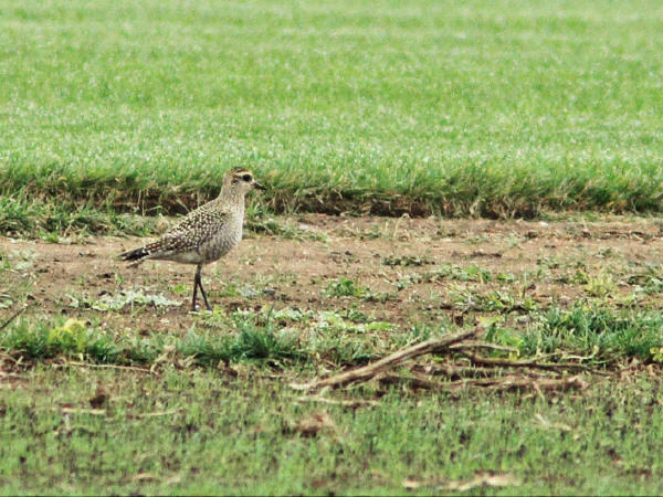 American Golden-Plover