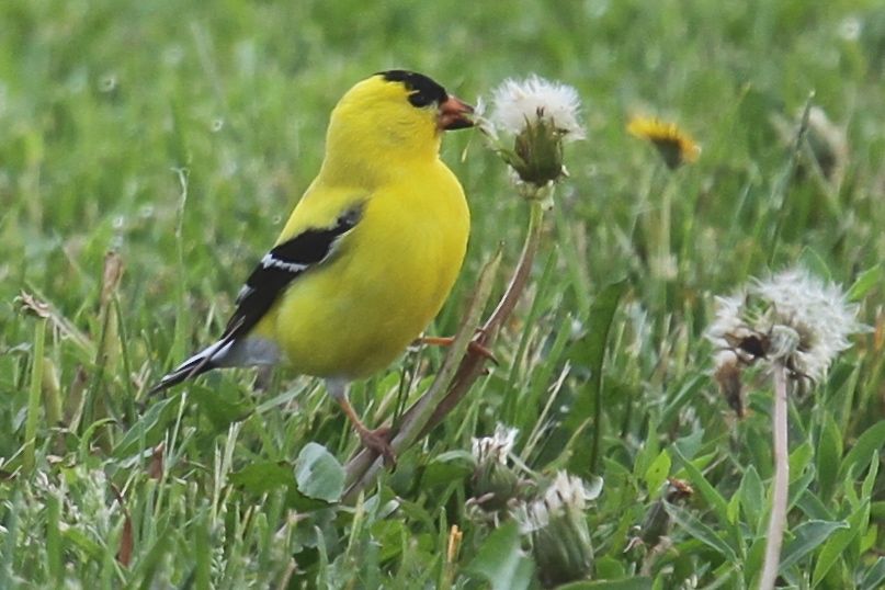 American Goldfinch