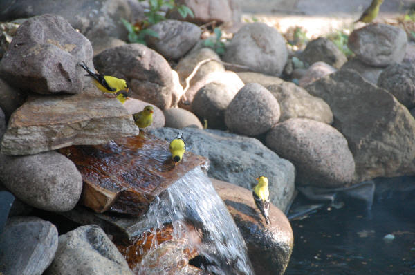 American Goldfinches