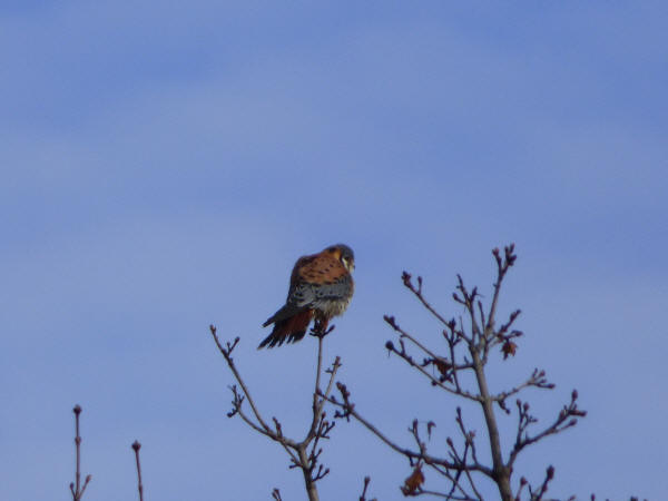 American Kestrel