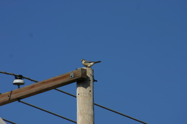 American Kestrel