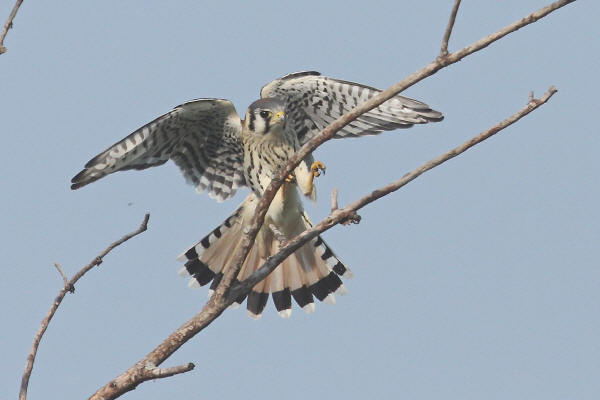 American Kestrel