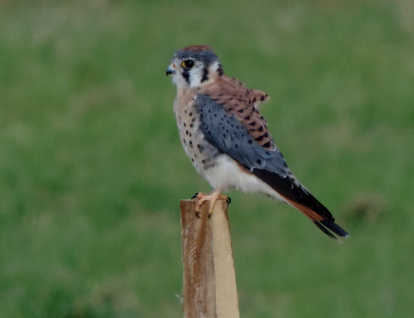 American Kestrel