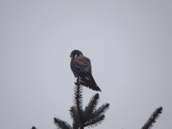 American Kestrel