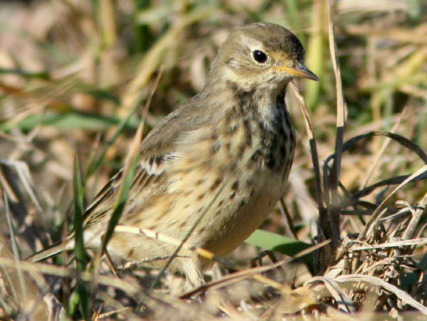 American Pipit