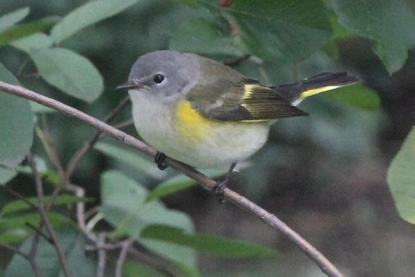 American Redstart