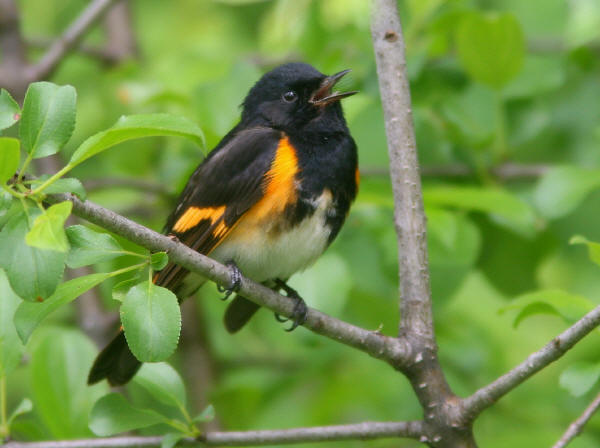 American Redstart