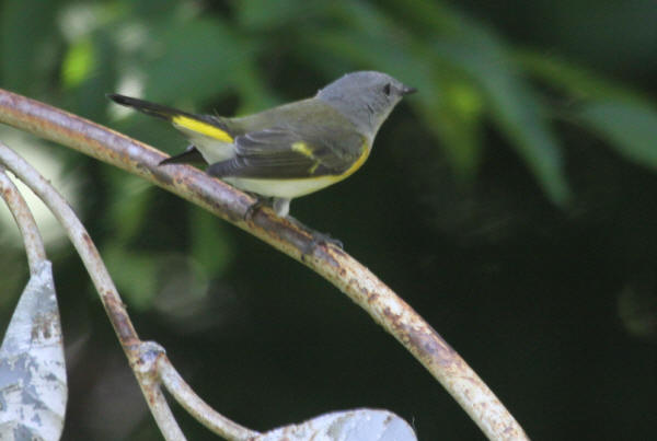 American Redstart