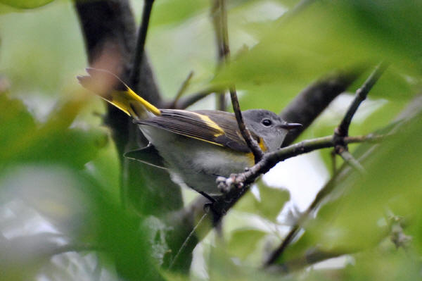 American Redstart