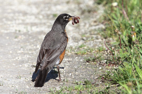 American Robin