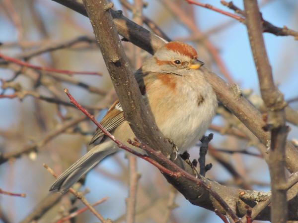 American Tree Sparrow