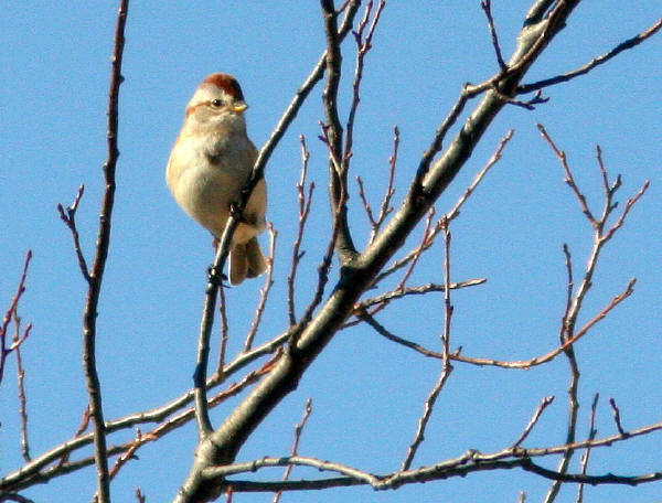 American Tree Sparrow