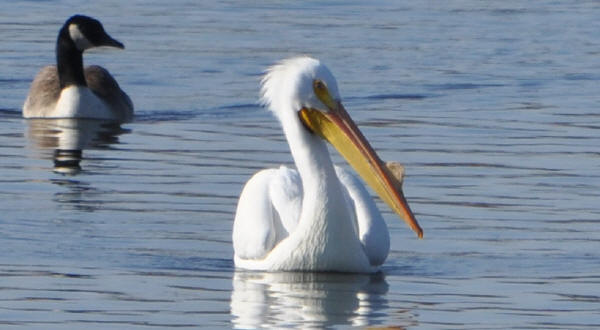 American White Pelican