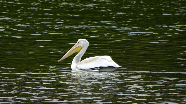 American White Pelican