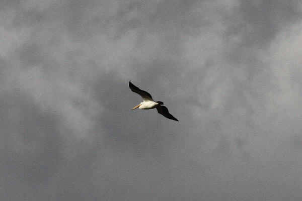 American White Pelican