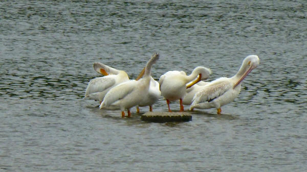 American White Pelicans