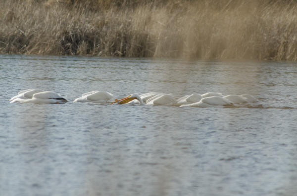 American White Pelicans