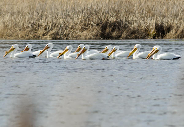 American White Pelicans