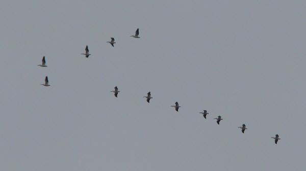 American White Pelicans