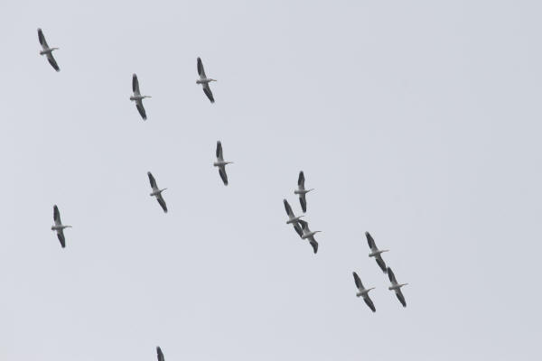 American White Pelicans