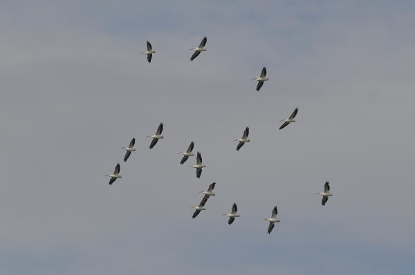 American White Pelicans