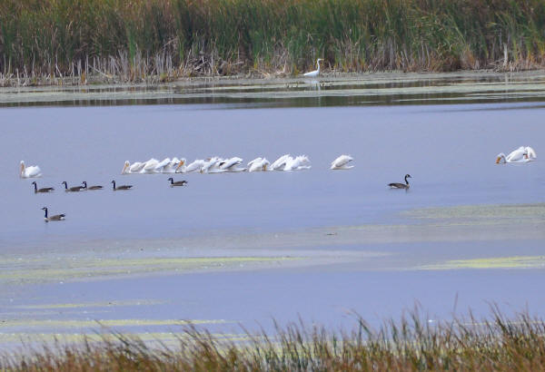 American White Pelicans