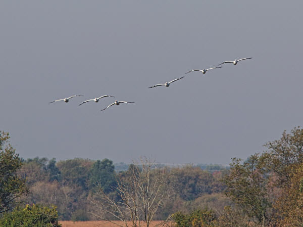 American White Pelicans