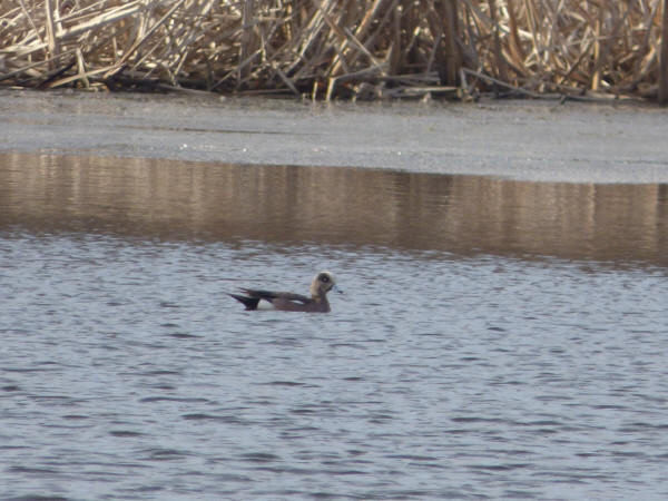 American Wigeon