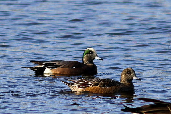 American Wigeons