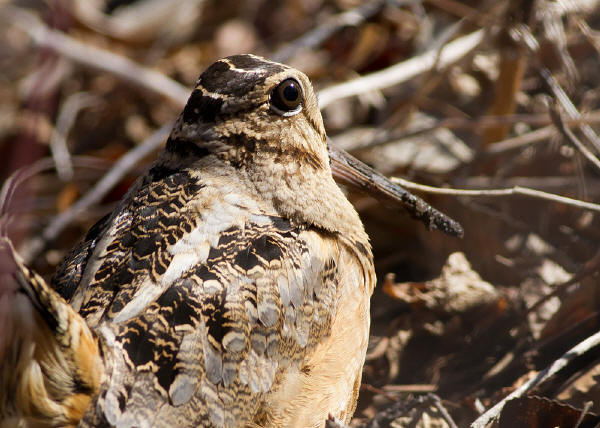 American Woodcock