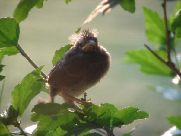 Northern Cardinal