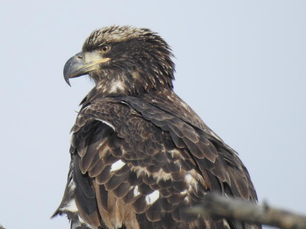 Bald Eagle Diet In Captivity Oto