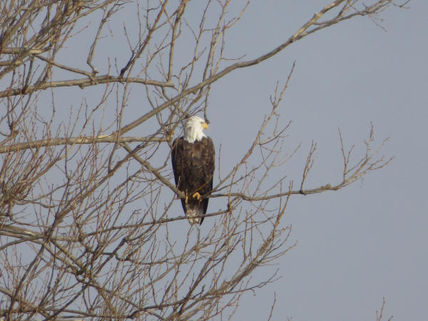 Bald Eagle