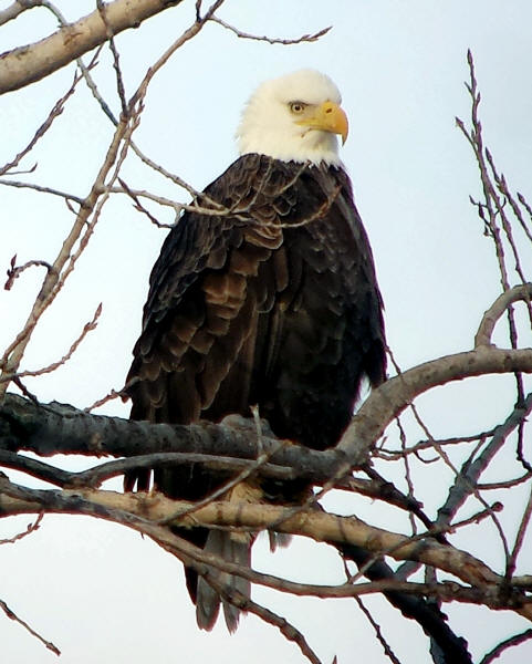 Bald Eagle