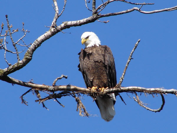 Bald Eagle