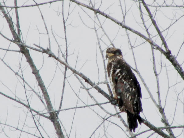 Bald Eagle