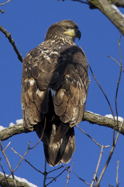 Bald Eagle