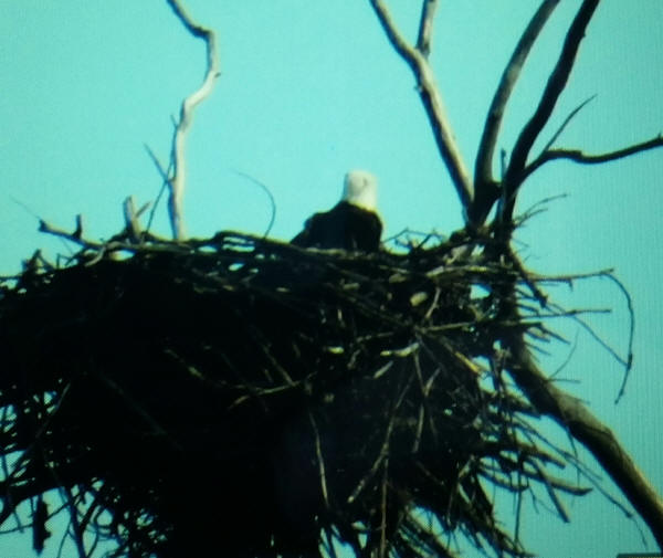 Bald Eagle