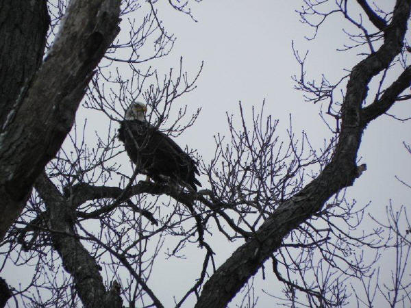 Bald Eagle