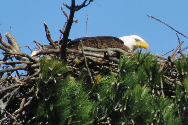 Bald Eagle