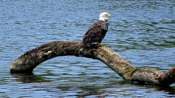 Bald Eagle