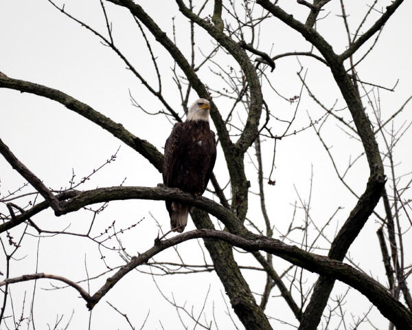 Bald Eagle