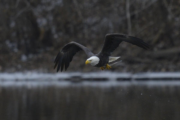 Bald Eagle